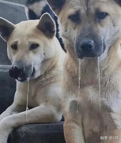 v2-d219011383d3bd8f42c528cacdd061df_r